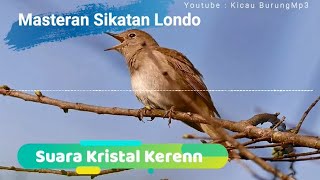 Masteran Kicau Burung Sikatan Londo Nembak Bersuara Kristal | Kicau Burung mp3