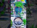 Hanging Sunflower Style! Sunflowers need frequent pinching during care to encourage more side shoots