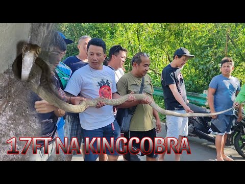 17 ft. PINAKA MALAKING KING COBRA NA NAHULE#cobraprince