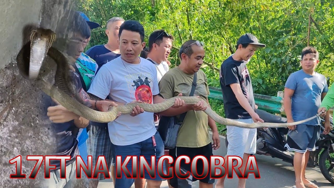 17 ft. PINAKA MALAKING KING COBRA NA NAHULE#cobraprince