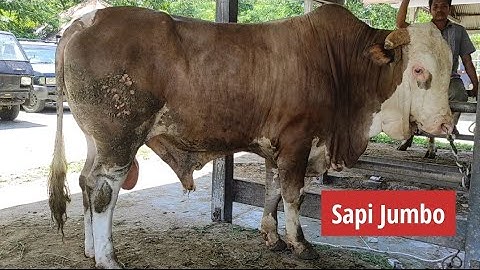 Sapi Jumbo l Sapi Lucu l  Sapi joget l Sapi Moo l Pasar Hewan Sibreh Aceh