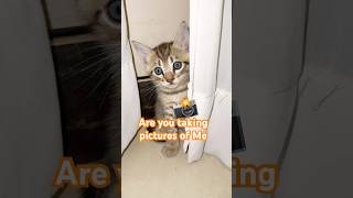 Because I’m so Cute 🥰 #catshorts #catlog67