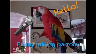Funny Talking Macaw Parrots: Try not to laugh challenge! Amazing talking Macaws. (Can Macaws Talk?)