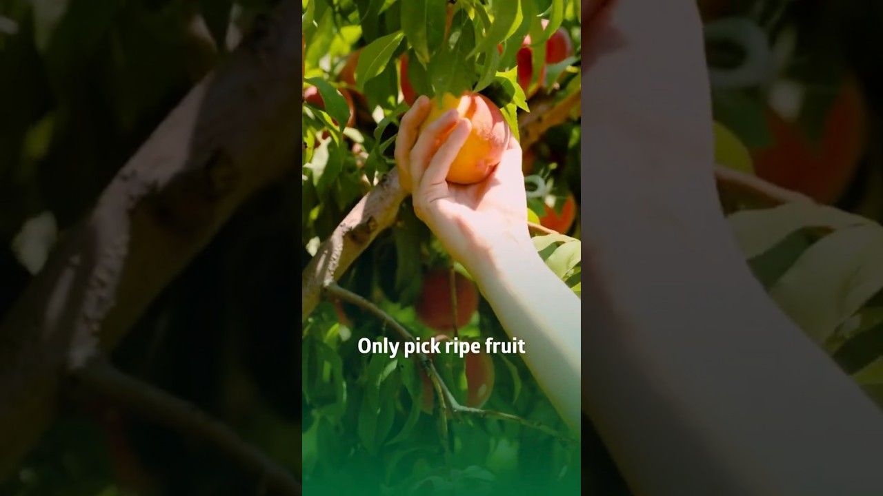 Learn About Peaches | Chiles Family Orchards