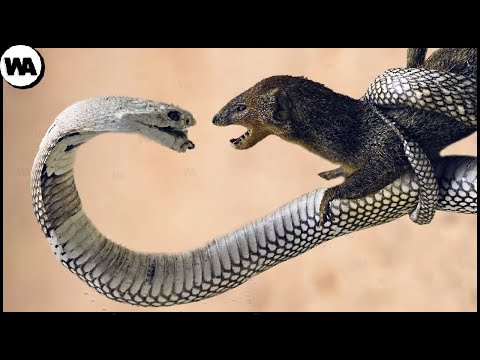 Vídeo: Qual é o inimigo da cobra?