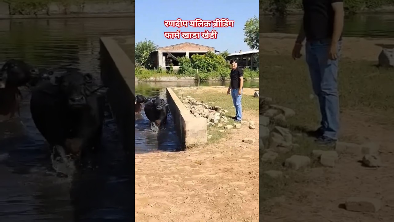 Randeep malik dairy farm Jind haryana 