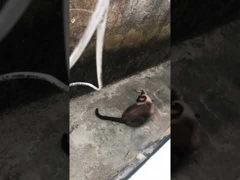 O gato selvagem encontra uma lagartixa e um final inesperado!