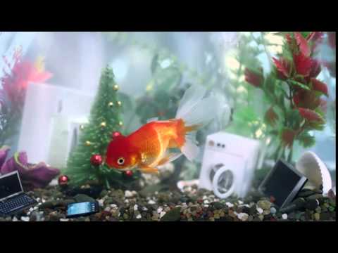 ოქროს თევზი 8