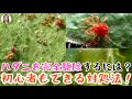 ハダニ大量発生？！効果的な退治方法を教えます！自家製の3種類の殺虫剤でハダニの卵まで完全に駆除、0円で効果は100点以上！｜花子