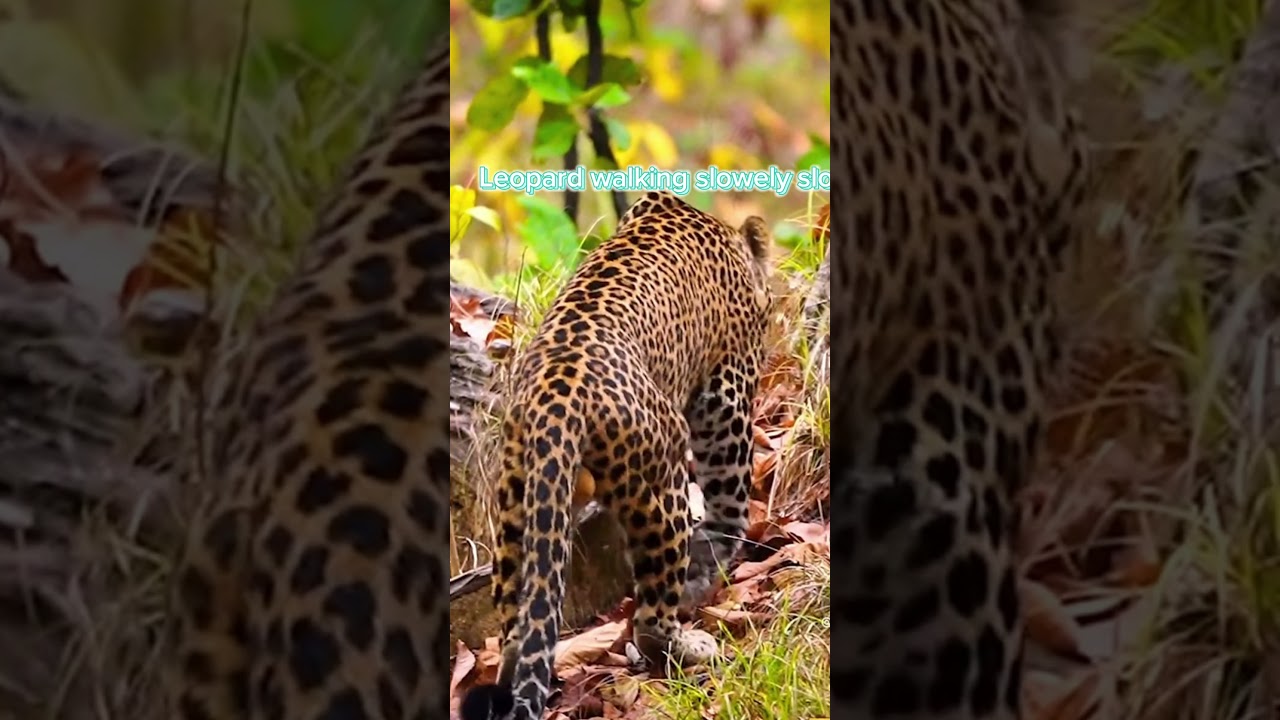 Leopard walking slowely slowely when ate deer hunting in kumroj jungle 
