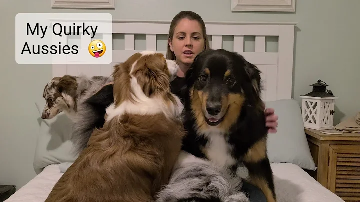 How are my 4 Australian Shepherds different?? - DayDayNews