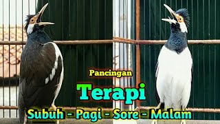 Suara Kicau Jalak Suren Terapi Pancingan Burung Jalak Saat Pagi Maupun Sore Agar Cepat Gacor Isian