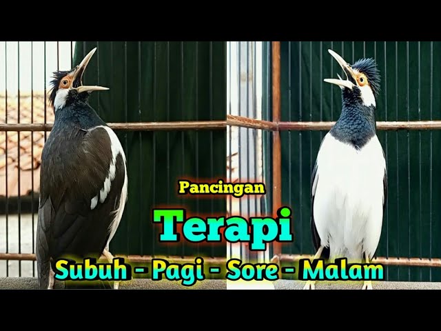 Suara Kicau Jalak Suren Terapi Pancingan Burung Jalak Saat Pagi Maupun Sore Agar Cepat Gacor Isian class=