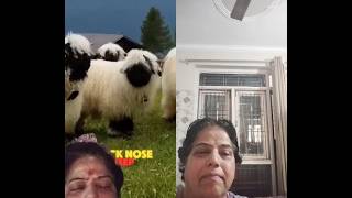 rare animals # animals short