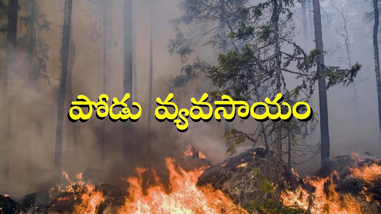 పోడు వ్యవసాయం / Shifting Agriculture or Slash and Burn Agriculture in telugu👌