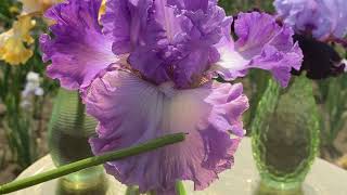 видео: Сеянцы ирисов Ворошиловой А.Б. Наборы ирисов нашего питомника / Сад Ворошиловой картинка: Сеянцы ирисов Ворошиловой А.Б. Наборы ирисов нашего питомника / Сад Ворошиловой