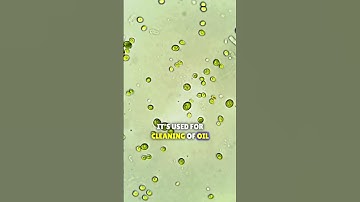 What is Bio Remediation?