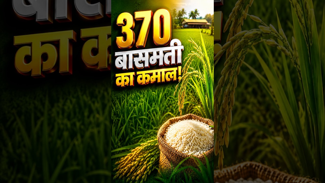 दिल्ली में जैविक बासमती धान की खेती | 370 बासमती वैरायटी | जीवामृत और गोबर गैस स्लरी का कमाल part-1