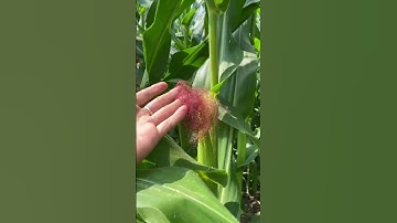 Quá trình phát triển cây Bắp #shorts