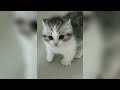 Funny ANIMALS videos😹 Funniest CATS🐈 and DOGS🐕 2024 Try not to laugh😂 Mp3 Song