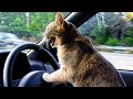 Funny animalss funniest cats and dogs 2024