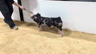 7-4 spot gilt