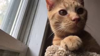Baby Got Back Cat Music Video - Baby Got Cat