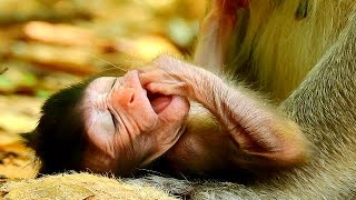 The cute baby monkey hungry. by Wild Monkey 819 views 8 months ago 12 minutes, 20 seconds