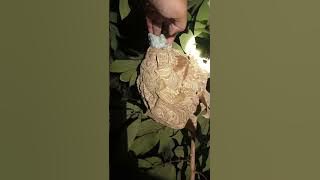 evakuasi Tawon vespa, kebak Demang