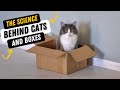 Why Do Cats Like Boxes?