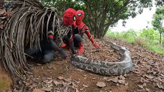 Great War: 2 Spider-Man VS 2 Monster (huggy and werewolf) and giant python | Monster Hunter TV