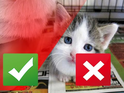 gregory and the hawk 8 Things You Should Never Do When Adopting A Cat