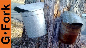 How to Tap Maple Trees with Buckets - GardenFork