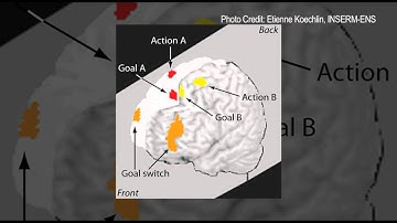 Can the brain really multitask?
