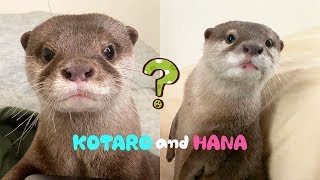 カワウソコタローとハナ　どこ行ったの？キョロキョロお互いを探し合う　Otter Kotaro&Hana Looking For Each Other