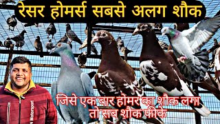 Racer Homer Pigeons At Delhi Of Tinku Bhai