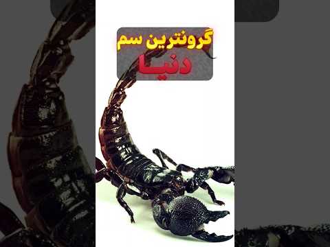 سم عقرب گرون ترین سم جهان دانستنی عجیب 