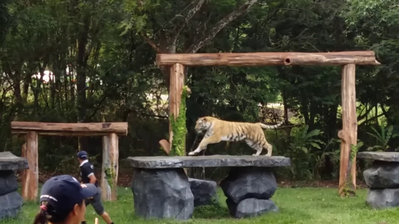 harimau di taman safari