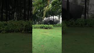Real Rain Sounds at a Luxury Resort 🌿 #asmr #rainsounds #naturesounds
