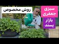 با این روش سبزی جعفری بازار پسند بکارید