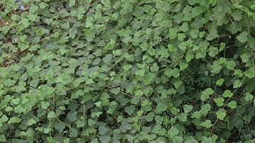 The beauty of tree and plant vines can be enjoyed with pleasant music|Relax You|Beautiful images