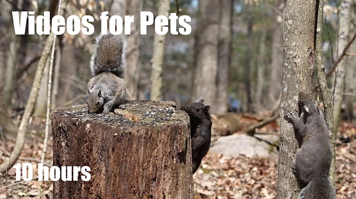 Video 4658431: forest, pets cartoon, cat