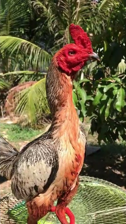 pama line ninja impor thailand #thailand #shorts #subscribe #ayam #ayambangkok