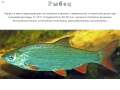 Фото и описание рыбы Рыбец.