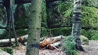 Мегалиты парка Монрепо, Выборг