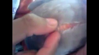 Trik Cara Memilih Postur Dada Burung Merpati Balap Yang Bagus By
