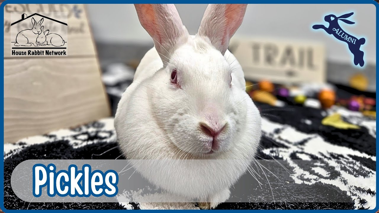 House Rabbit Network's Pickles - YouTube