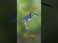 Agami Heron. A stunning bird of Central &amp; South America. #shorts #herons #southamerica