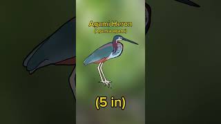 Agami Heron. A stunning bird of Central &amp; South America. #shorts #herons #southamerica