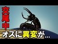 【カブトムシ】 アトラスオオカブトの繁殖 ②ハンドペアリング